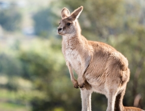 kangaroo